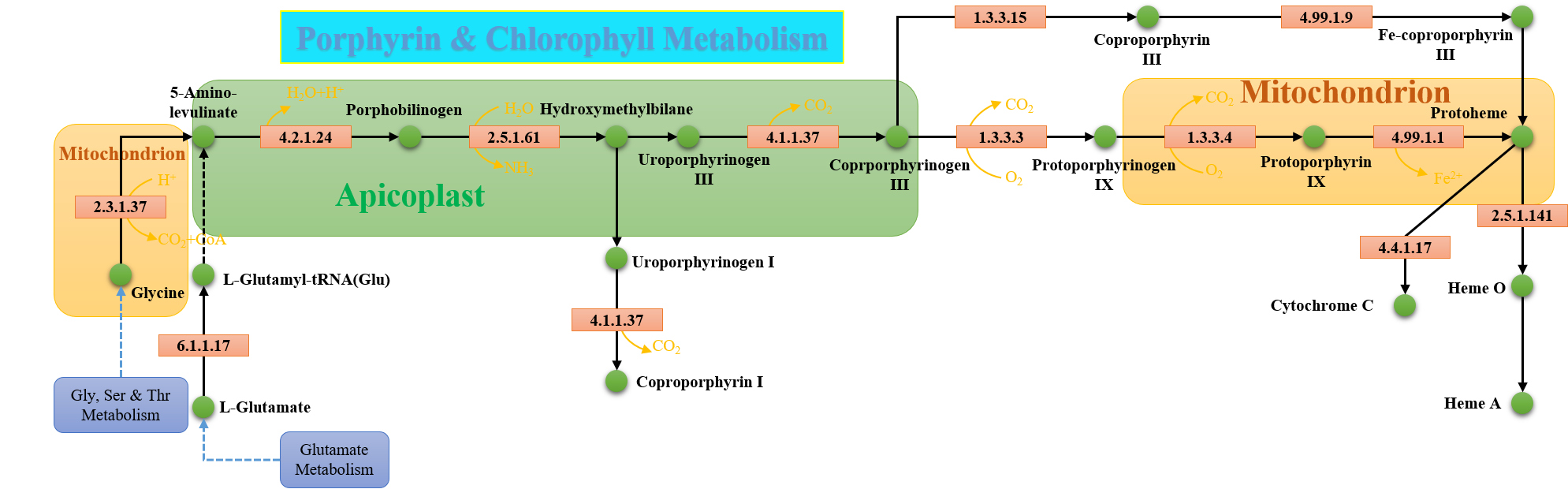 Porphyrin & Chlorophyll Metabolism